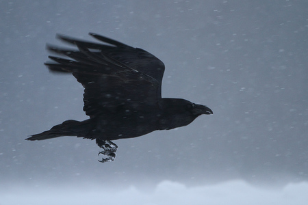 The Raven - crow, animals, raven, birds