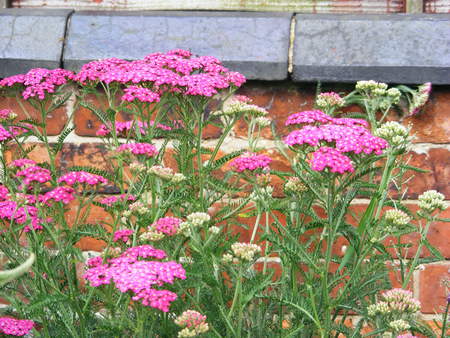 A pink Achillea, - buds, flower, pink, wall