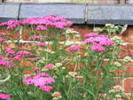 A pink Achillea,