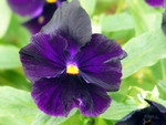 A black pansy,