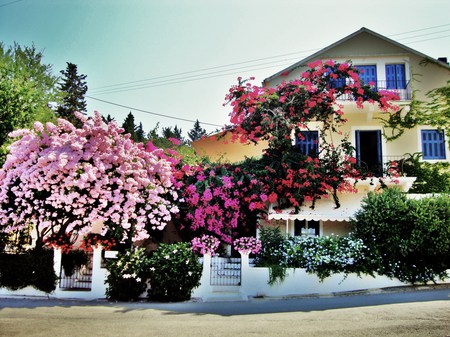 House of  blooms - purple, pink, flowers, vines, blooms, bushes, house, trees, green