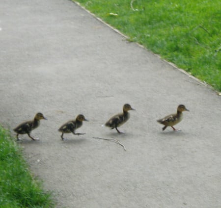 Single File! - ducklings, crossing, greener, path, grass