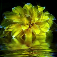 Flower ripples