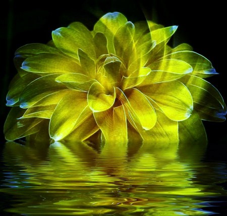 Flower ripples - yellow, ripples, petals, water, mirrored, flower