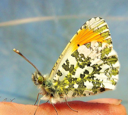 orange tip - white, butterfly, orange tip, wings, green, finger