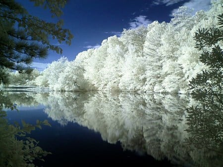 White whispers - calm, trees, white, lake clear, forest, reflection, rows