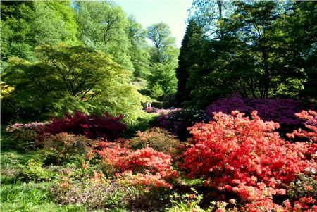 Colorful - flowers, garden, trees, bushes