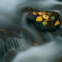 Leaves in Stream