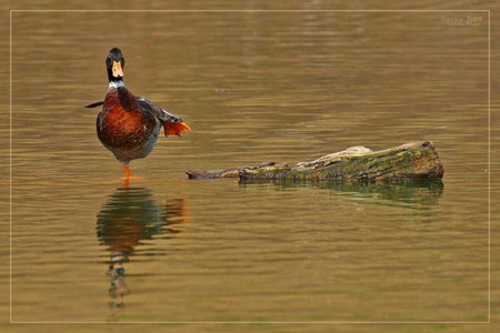 Duck on Leg - on leg, cool, duck, picture