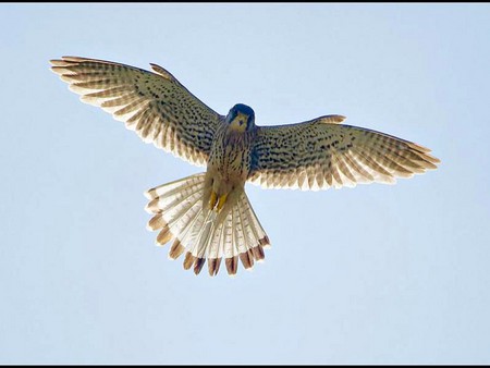 Falcon - flying, picture, falcon, cool