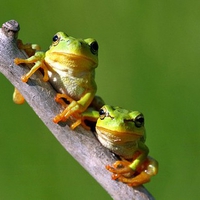 Little Frogs