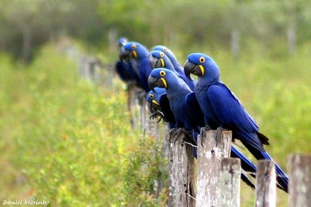 Bllue Parrots - parrots, bllue, picture, cool