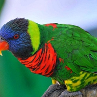 Colorful Parrot