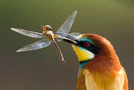 Beautiful Bird - beautiful, photography, cool, bird