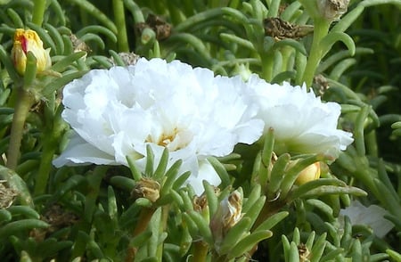 White moss rose - flowers, white, moss rose, nature