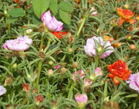 Moss roses - nature, flowers, moss roses