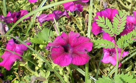 Petrunias - dark pinkish putrplee, flowers, petunias, nature