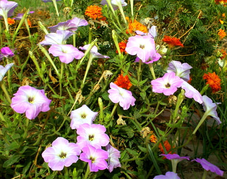 Petunias - nature, petunias, mauve, flowers