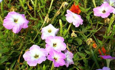 Petunias - nature, petunias, mauve, flowers