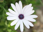 White daisy