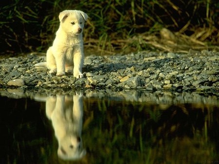 Near water - water, cute, dog, pet