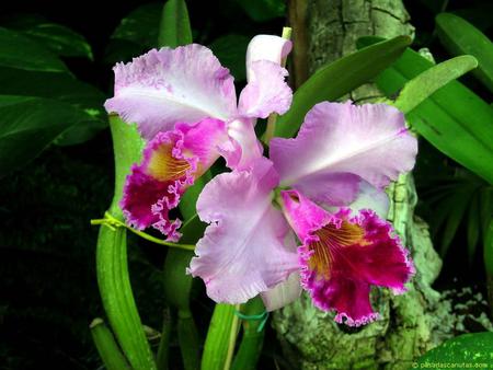 Orchid image - orchid, flower, nature, petal