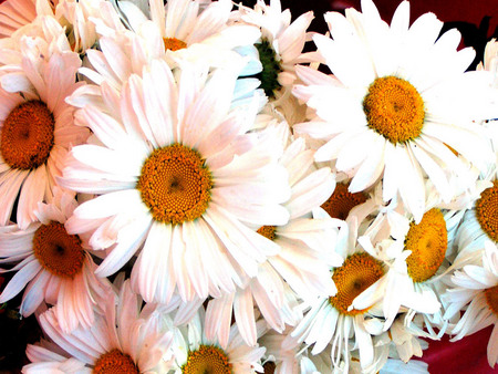 Margaritas - daisies, flower, nature, petal