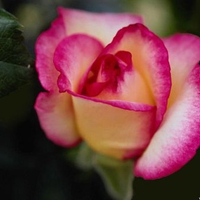 Shaded pink rose