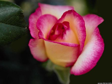 Shaded pink rose - nature, petal, flower, pink