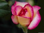 Shaded pink rose