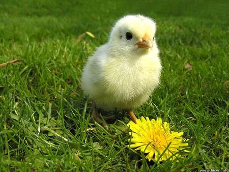 Chicken with flower - grass, chicken, baby, flor