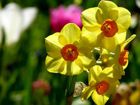 Yellow flowers - flower, yellow, nature, petal