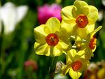 Yellow flowers