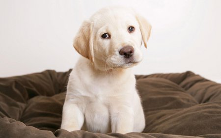 Cute eyes - cute, dog, pet, puppy