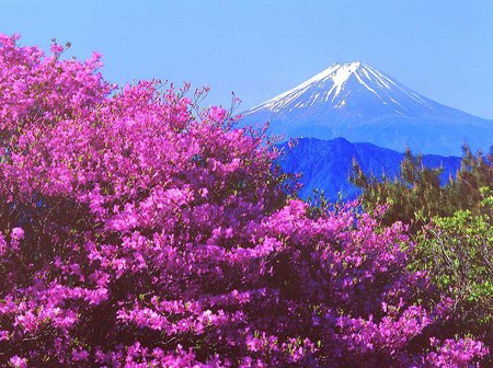 Amazing view - fuji, flower, nature, mountain