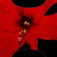 Amaryllis Dorest Fractal