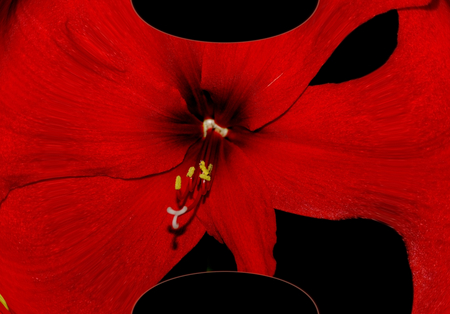 Amaryllis Dorest Fractal - nature, fractal, amaryllis, digital art, flower