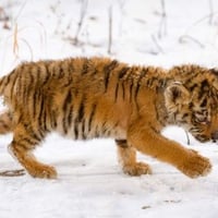 Snow tiger cub