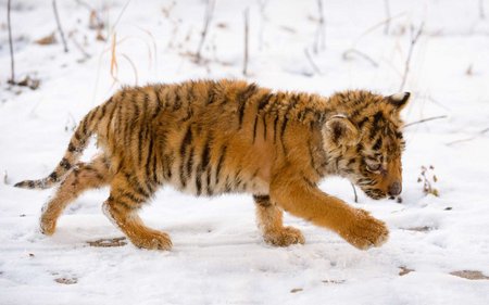 Snow tiger cub - animal, cub, tiger, snow