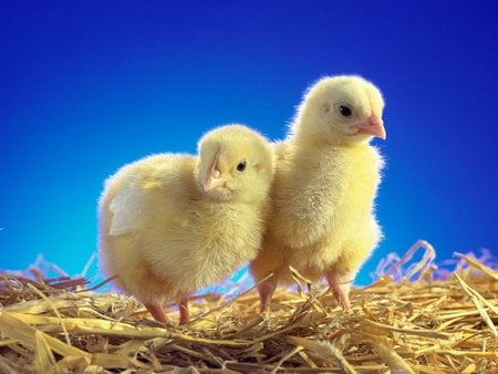 Cute chicken - chicken, yellow, baby, animal, cute