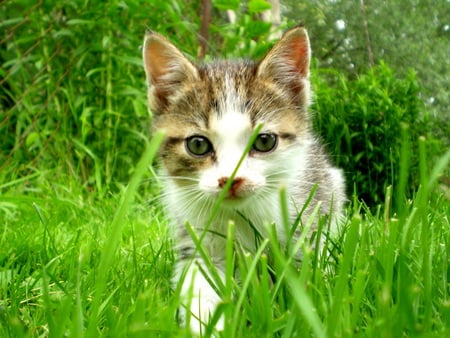 Cat - gree, nature, eye, grass, cat