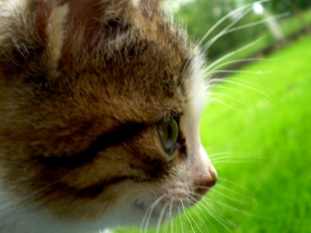 Cat in the nature - nature, green, little, eye, grass, cat