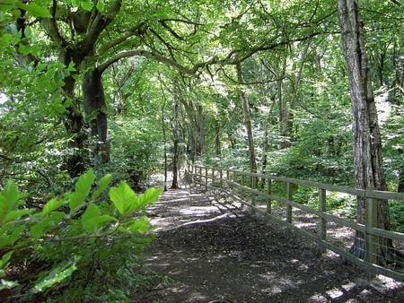 The Fence in the Wood - woodland, fence, trees, summer, light and shade, path, dappled sunshine