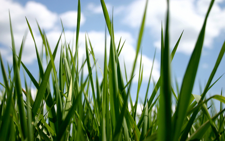 a bugs view - nature, sky, grass, photo