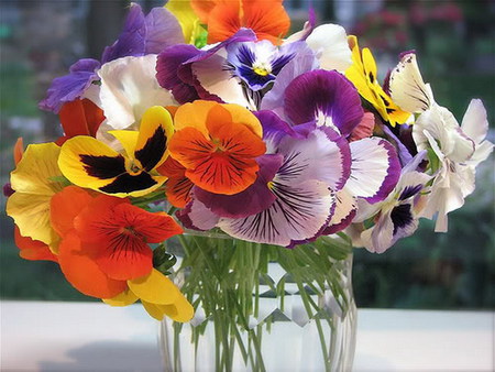 pansy - colorful, pansy, beauty, glass