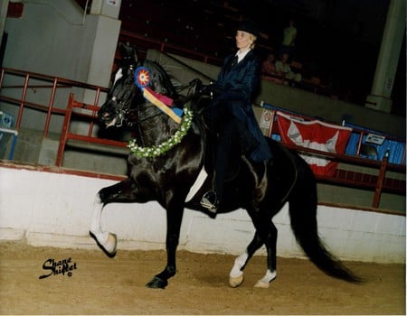 George and Friend - eventing, dressage, horse, saddlebred