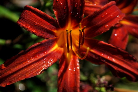 Unique - flower, rain, unique, beauty