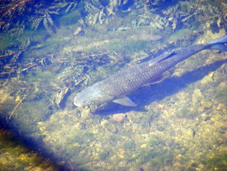 A Chubb in the Brook. - sunshine, water, fish, brook