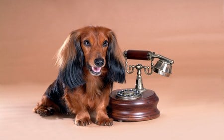 Miniature Dachshund - long haired, miniature, cute, puppy