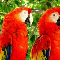 Macaws